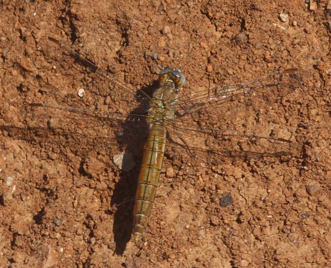 Orthetrum coerulescens?   No, di Orthetrum brunneum